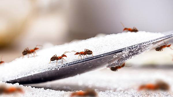 ants drawn to sugar