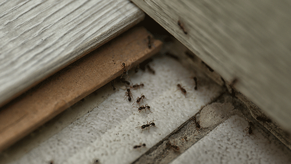 ants in corner of home