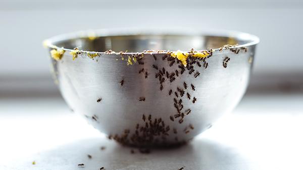 ants in home on bowl