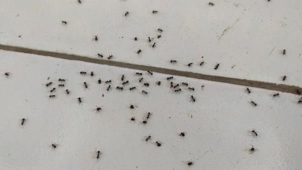 ants in home on table