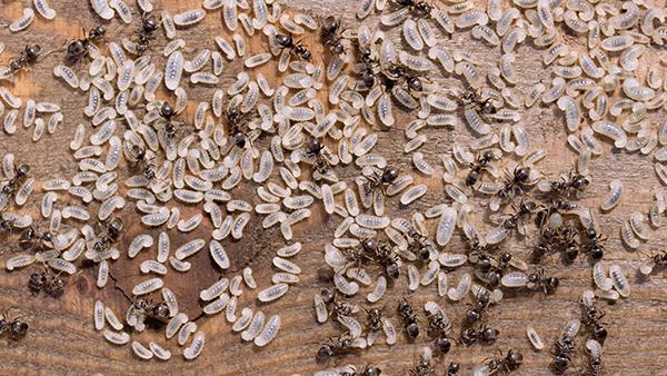 ants on wood floor