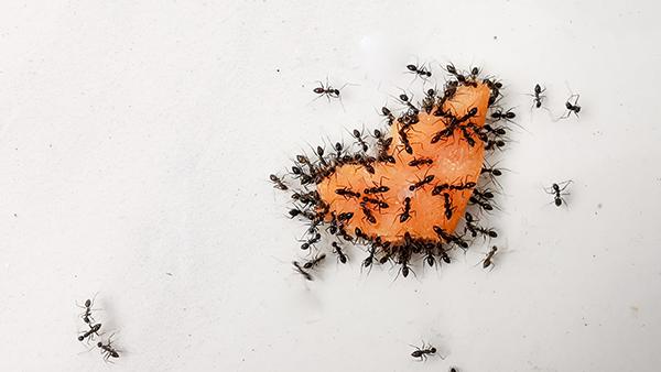 ants crawling on fruit in a kitchen