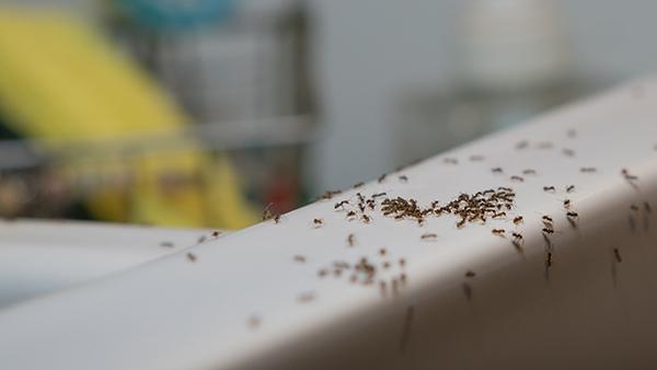 ants around sink