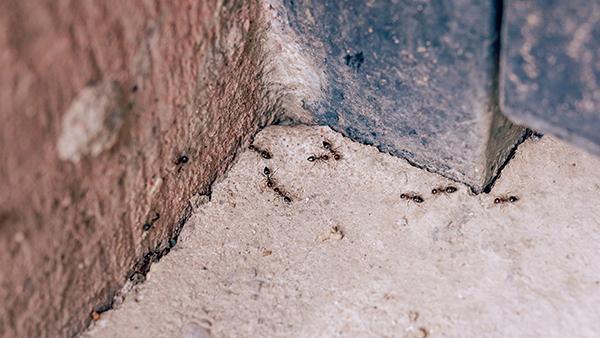 ants outside home