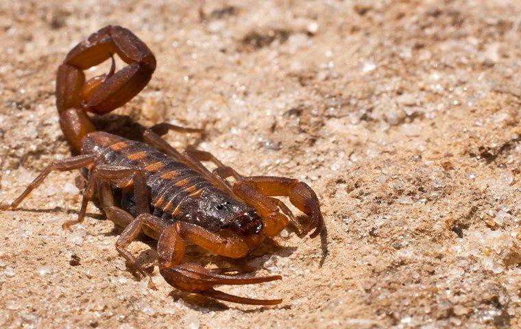 a scorpion crawling near a home