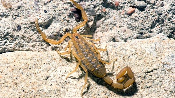 a bark scorpion on rocks