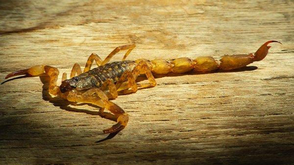 a bark scorpion resting on a piece of wood
