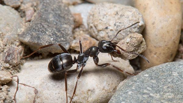 Natural Ways To Keep Ants Out Of Your Houston Home