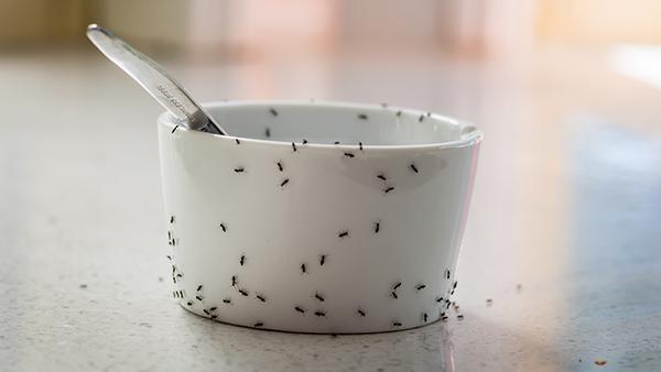 black ants crawling on a cup on a kitchen table