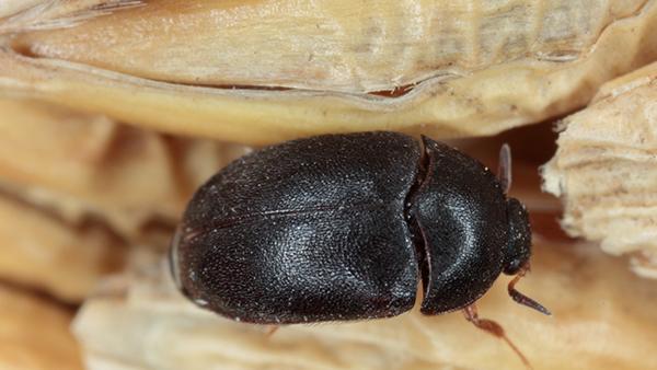 close up of black carpet beetle