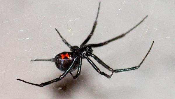 a black widow spider crawling on its web
