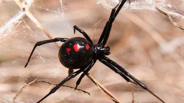 a black widow spider crawling on the ground