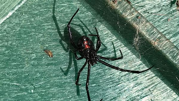 a black widow spider