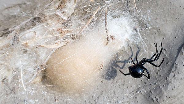 a black widow spider in their web