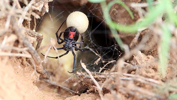black widow spider outside