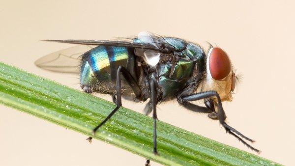 a blow fly on a blade of grass