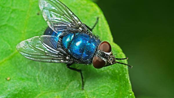 blow fly on a leaf