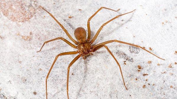 brown recluse spider in house