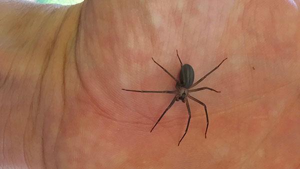 brown recluse spider on hand