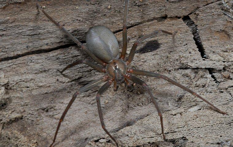 brown recluse spider on wood panel