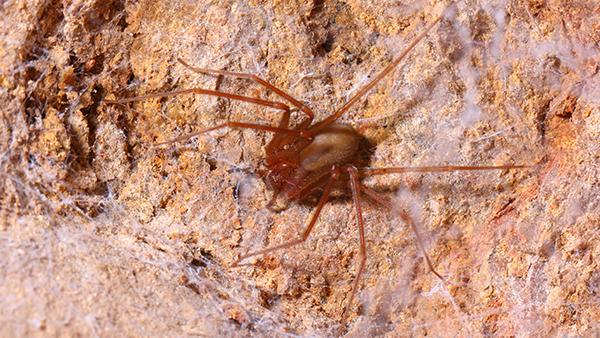 brown recluse spiders on rock