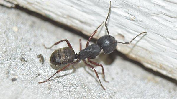 a carpenter ant on wooden board