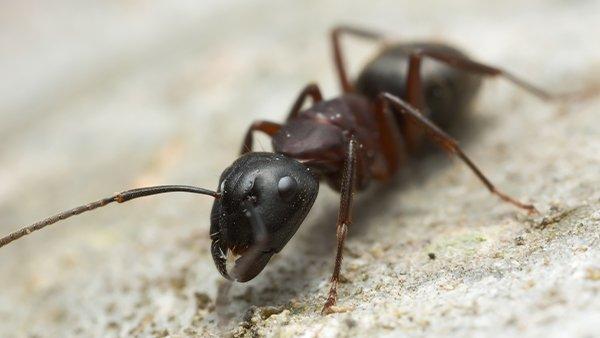 carpenter ant crawling on the ground near a house