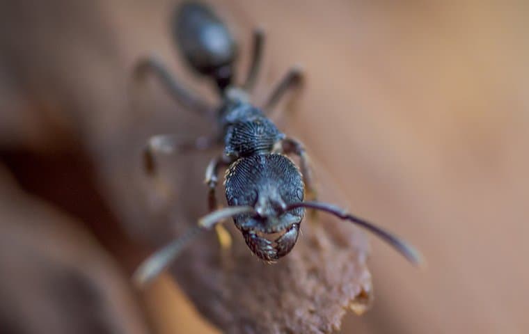 carpenter ant on a log