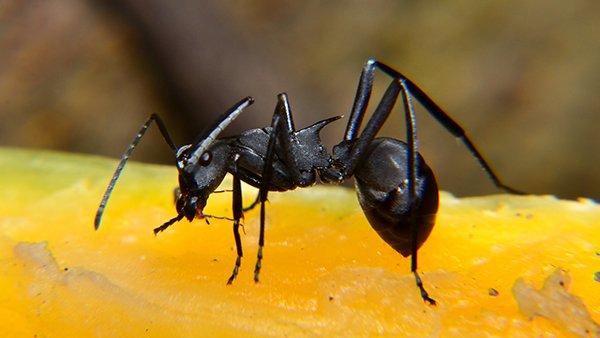 a carpenter ant on a piece of fruit