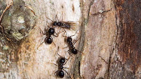 carpenter ants on tree