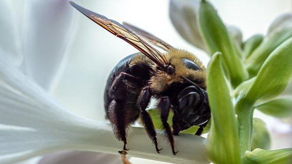 carpenter bee pollinating a flower