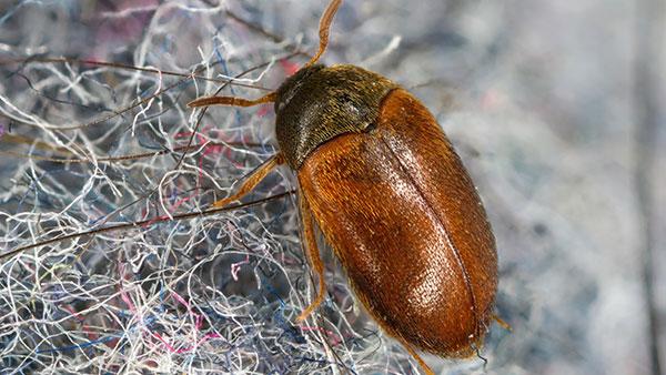 Carpet Beetles Life Cycle - Control Exterminating Company