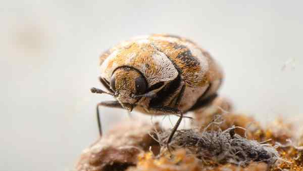 a carpet beetle on carpet fibers