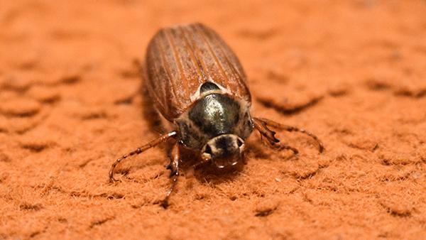 carpet beetle on clay