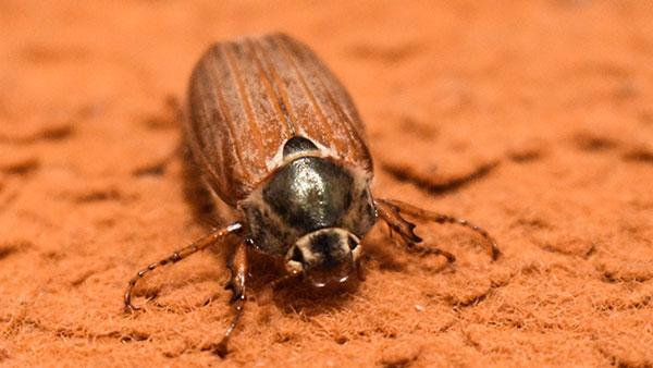 carpet beetle on orange carpet