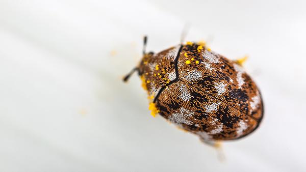 up close image of a carpet beetle
