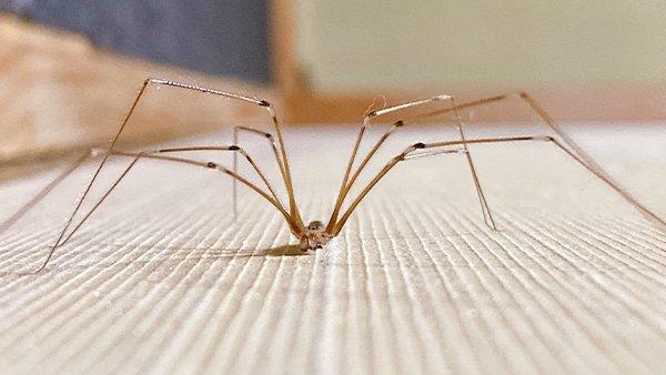 British homes being invaded by daddy-long legs spiders that will