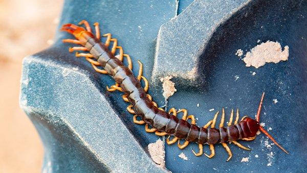 single centipede crawling on a tire