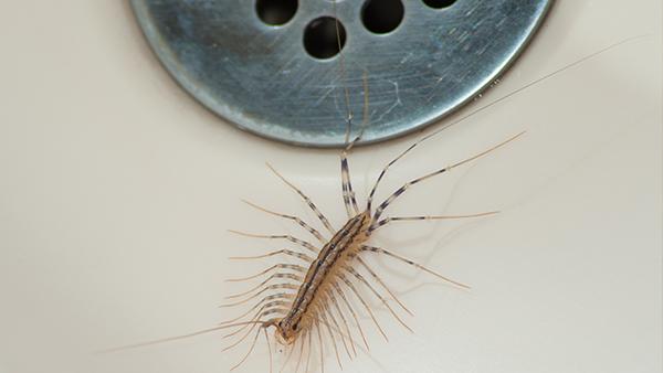 centipede near drain