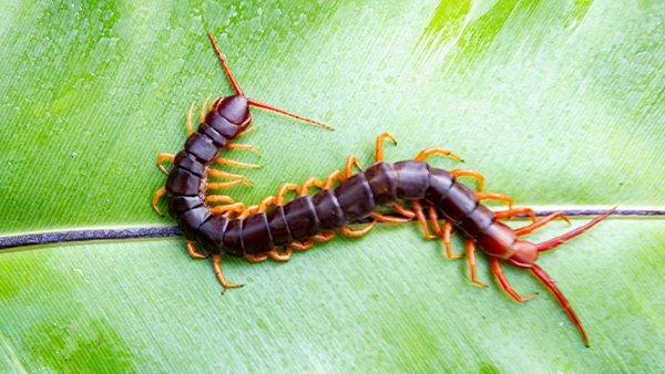 a centipede crawling on a leaf