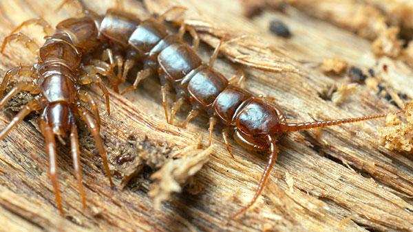 a centipede crawling on a log