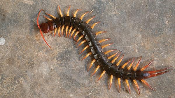 centipede in garage