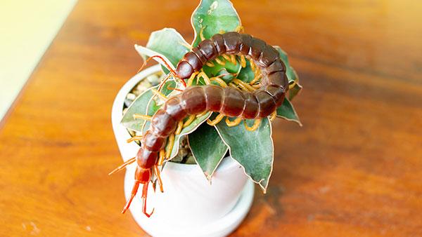 centipedes in house plant