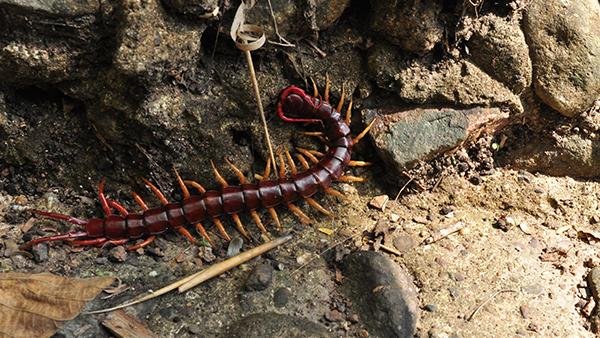 centipedes on rocks