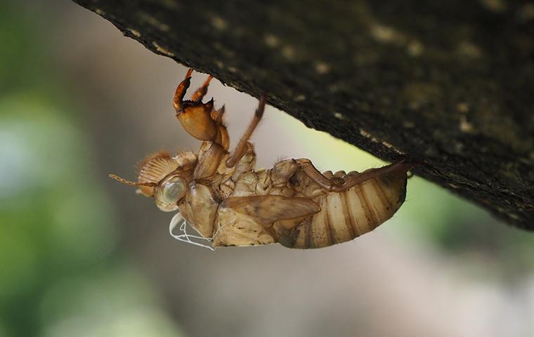 a cicada killer on a tree