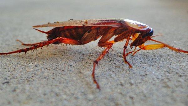 cockroach crawling on concrete
