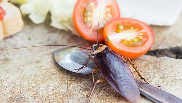 a cockroach eating tomato slices