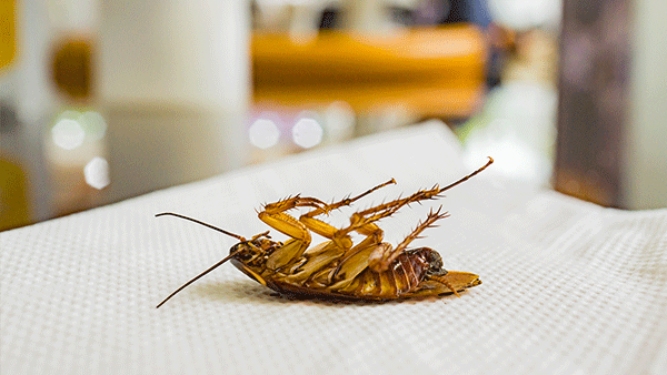 cockroach in a restaurant