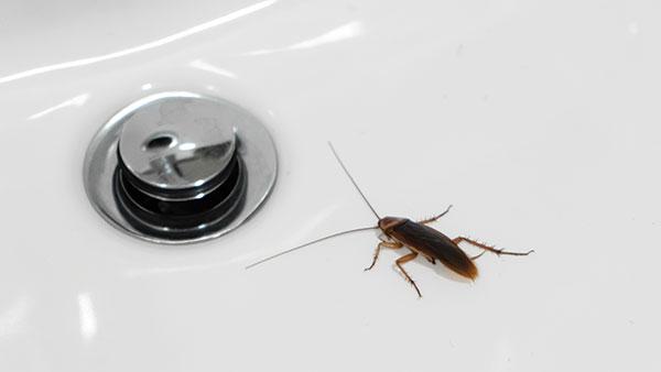 a cockroach crawling in a sink inside a home