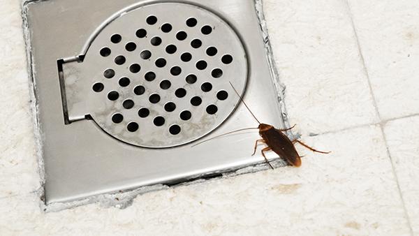 cockroach near shower drain